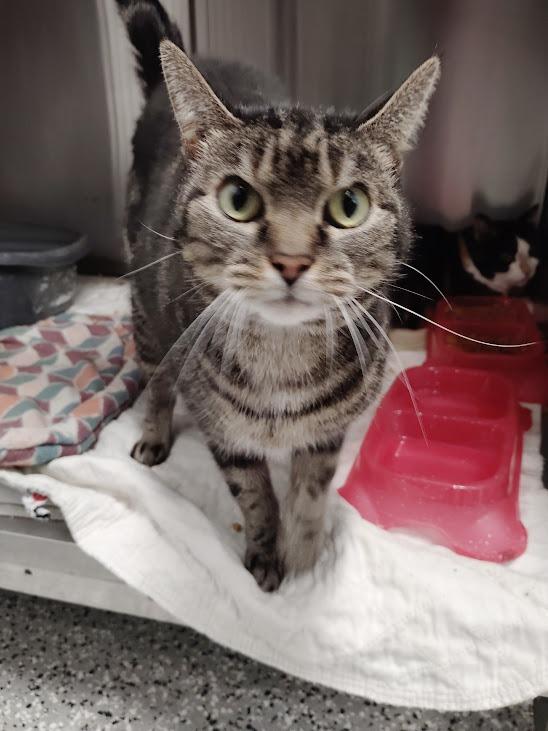 Linda, Adoptable, Senior Female Domestic Short Hair.