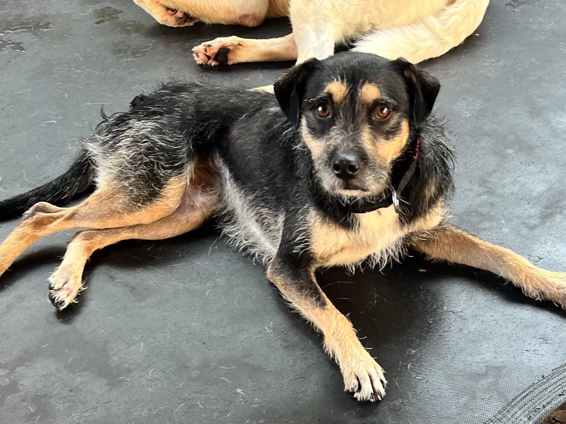 Buttercup J thumbnail 3