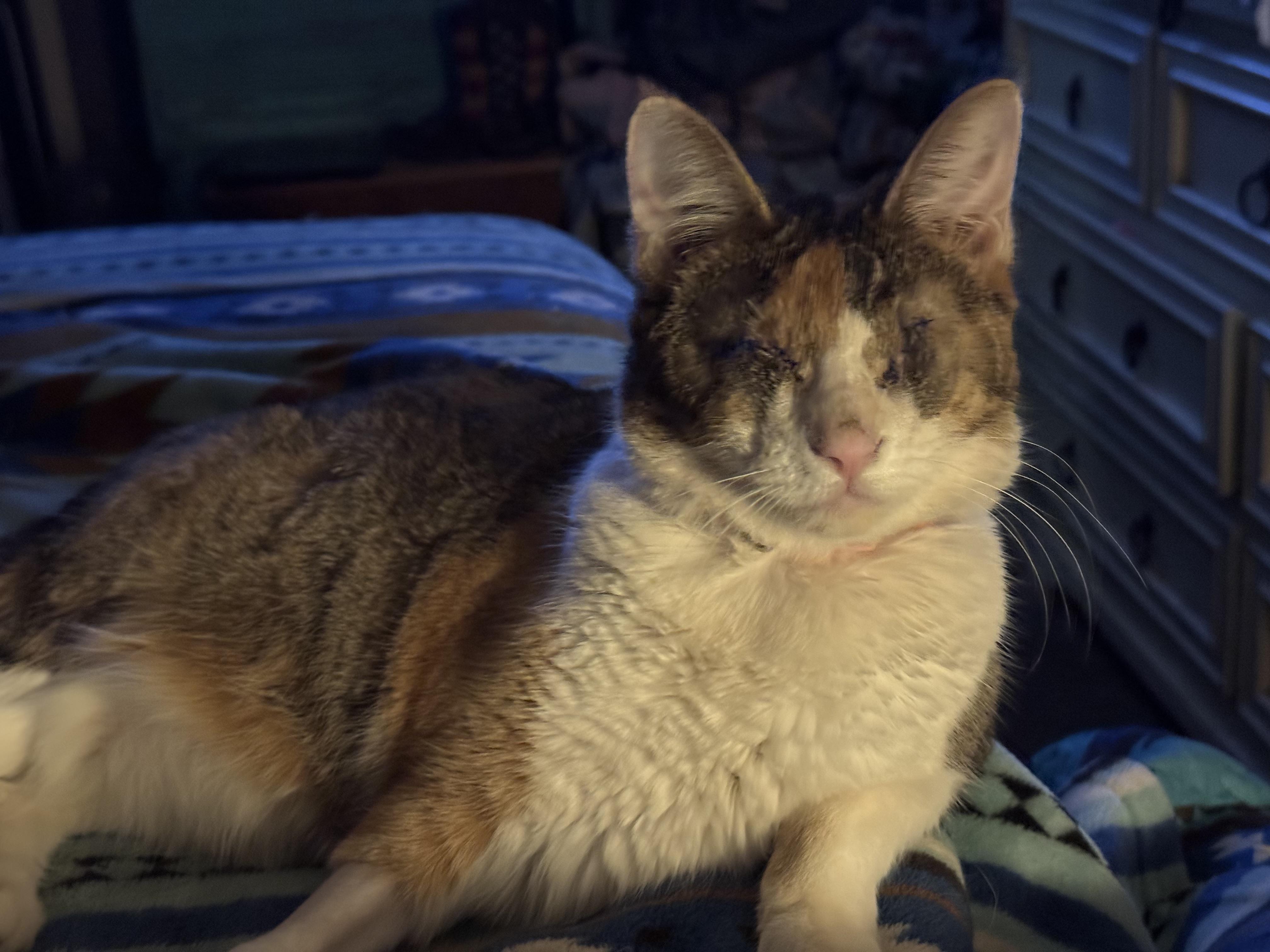 Helen, adopted, Young Female Calico.