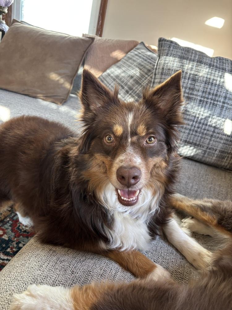 Enlarge 1032 Indy, a Adoptable Australian Shepherd in Milwaukee, WI image 2/6