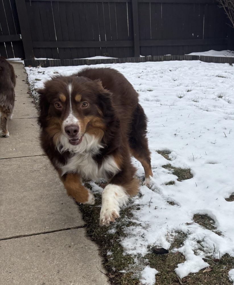 Enlarge 1032 Indy, a Adoptable Australian Shepherd in Milwaukee, WI image 3/6