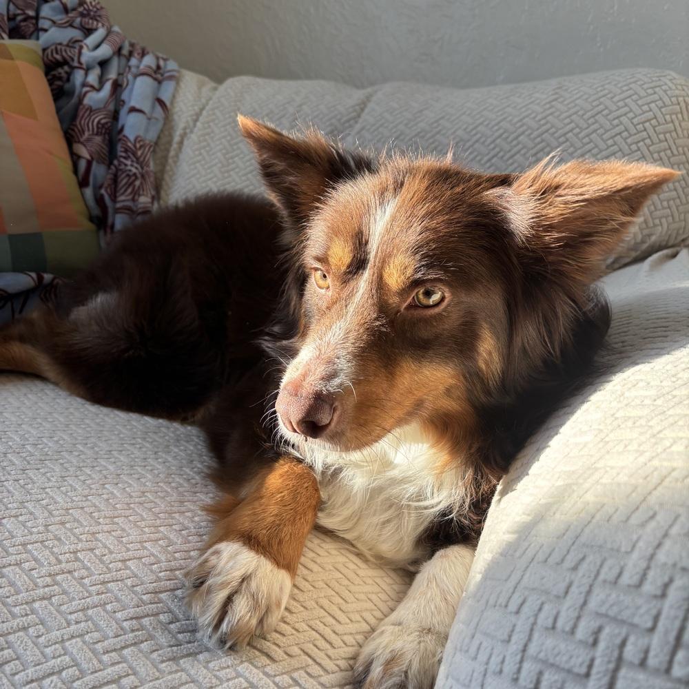 Enlarge 1032 Indy, a Adoptable Australian Shepherd in Milwaukee, WI image 4/6