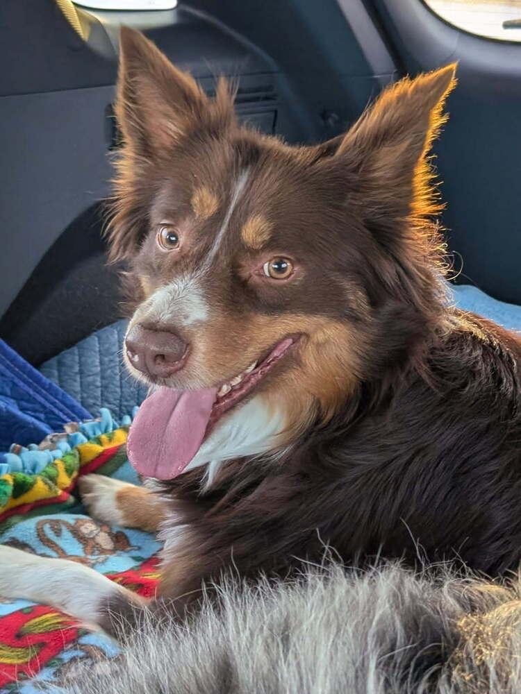 Enlarge 1032 Indy, a Adoptable Australian Shepherd in Milwaukee, WI image 5/6