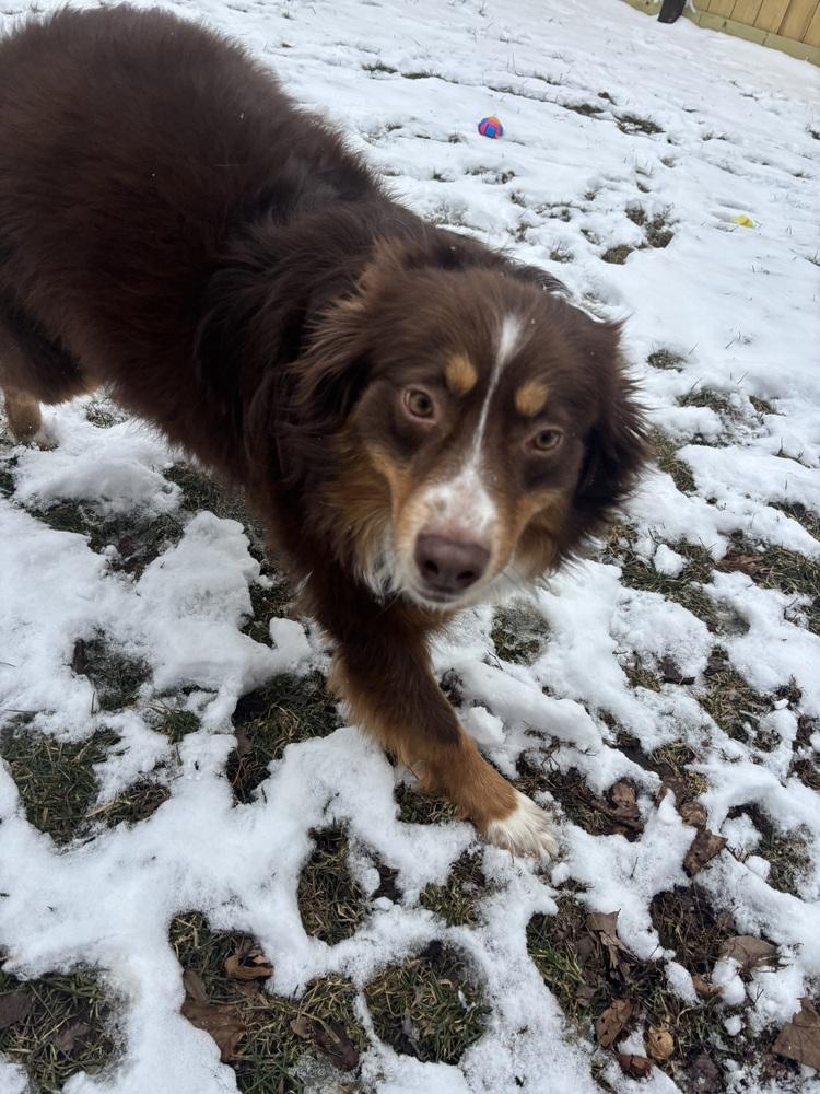 Enlarge 1032 Indy, a Adoptable Australian Shepherd in Milwaukee, WI image 6/6