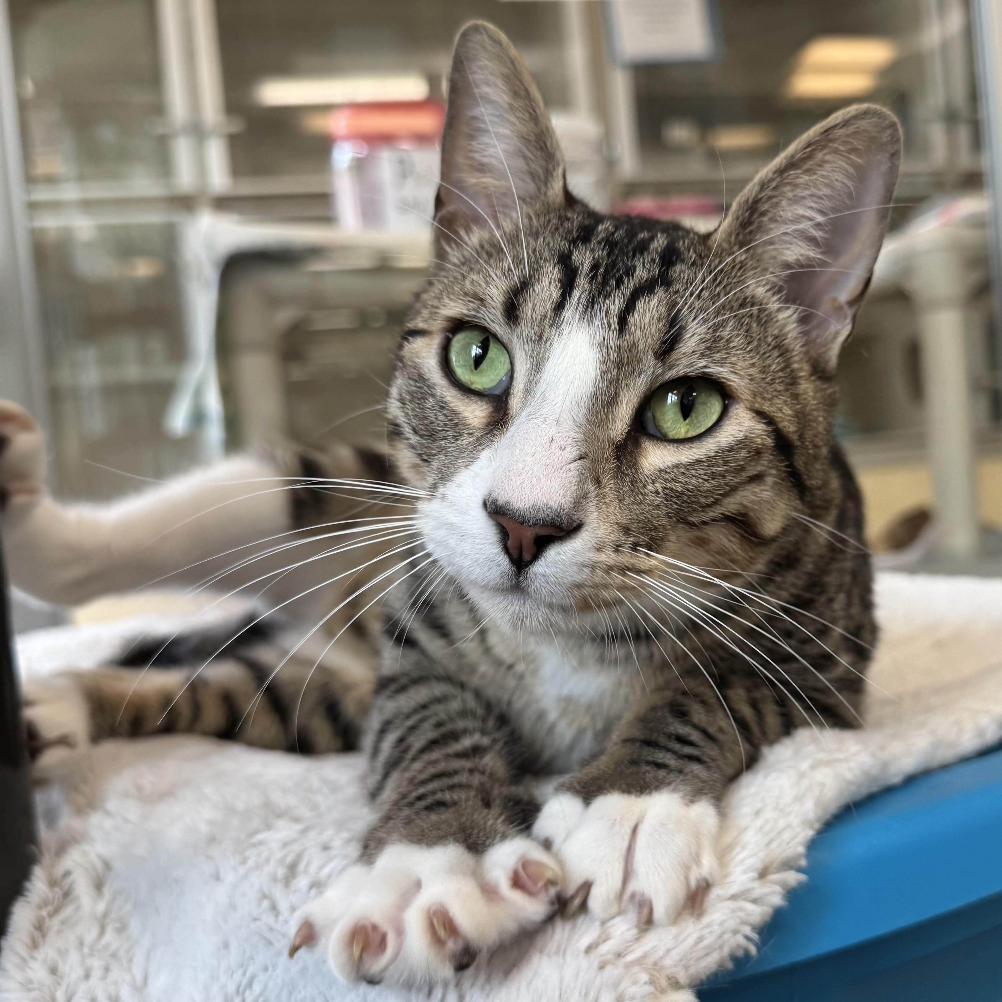 Enlarge Buster, a ADOPTABLE Domestic Short Hair in Eatontown, NJ image 4/6
