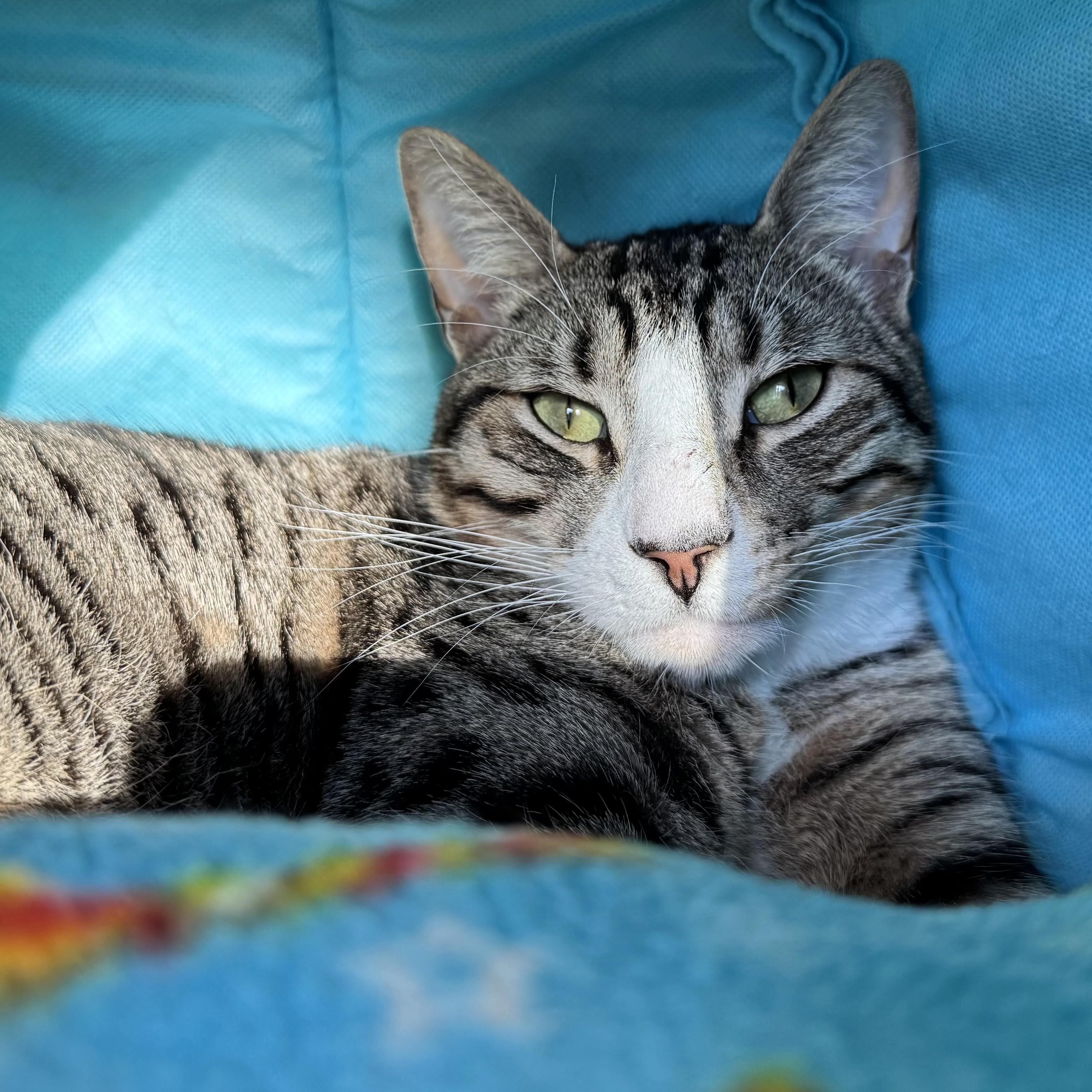 Enlarge Buster, a ADOPTABLE Domestic Short Hair in Eatontown, NJ image 6/6