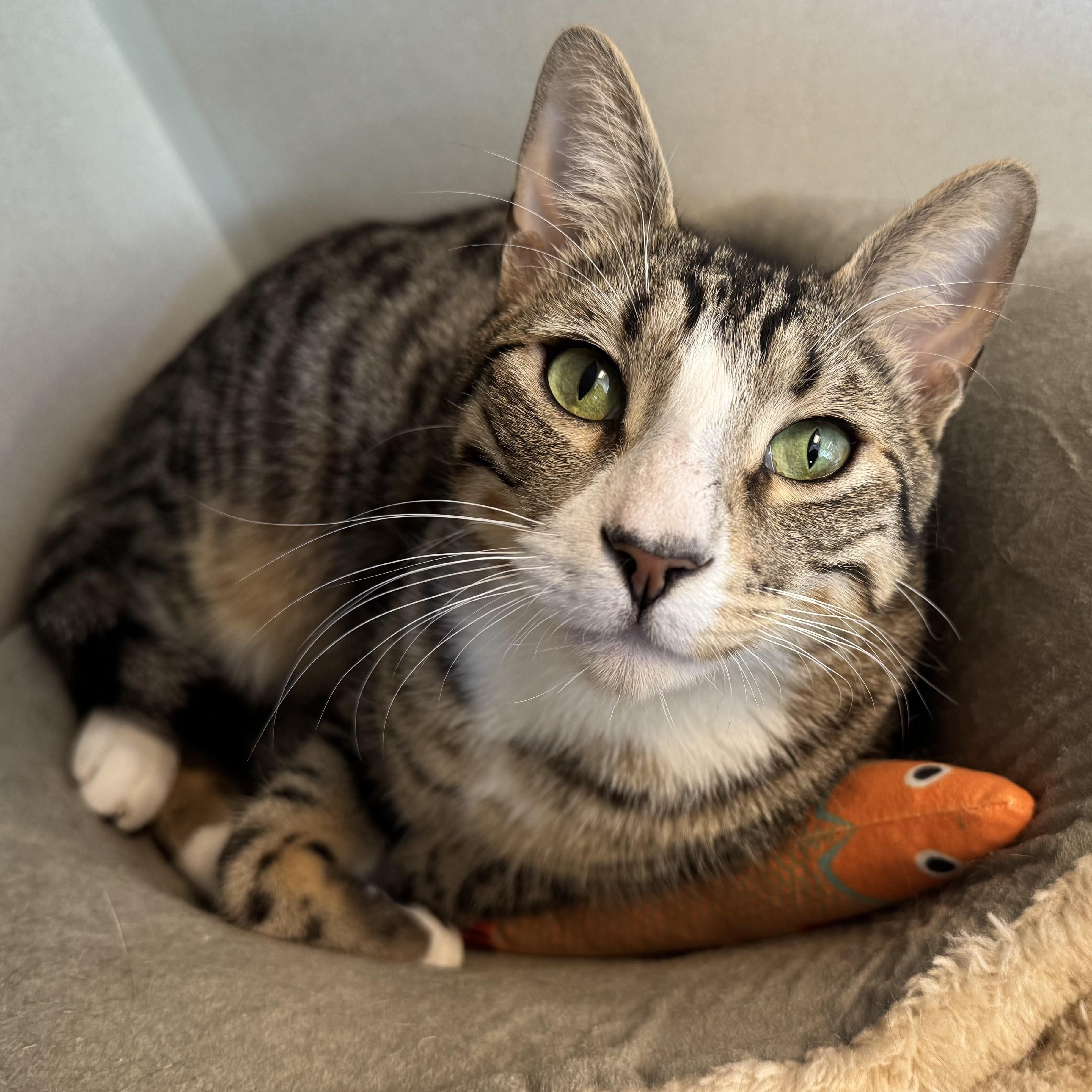 Buster, ADOPTABLE, Adult Male Domestic Short Hair.