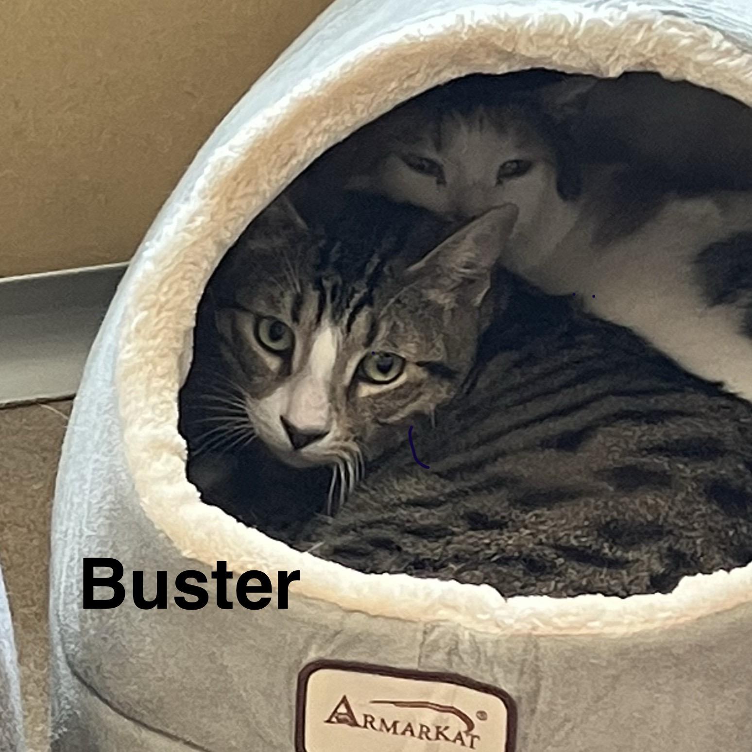 Enlarge Buster, a ADOPTABLE Domestic Short Hair in Eatontown, NJ image 3/3
