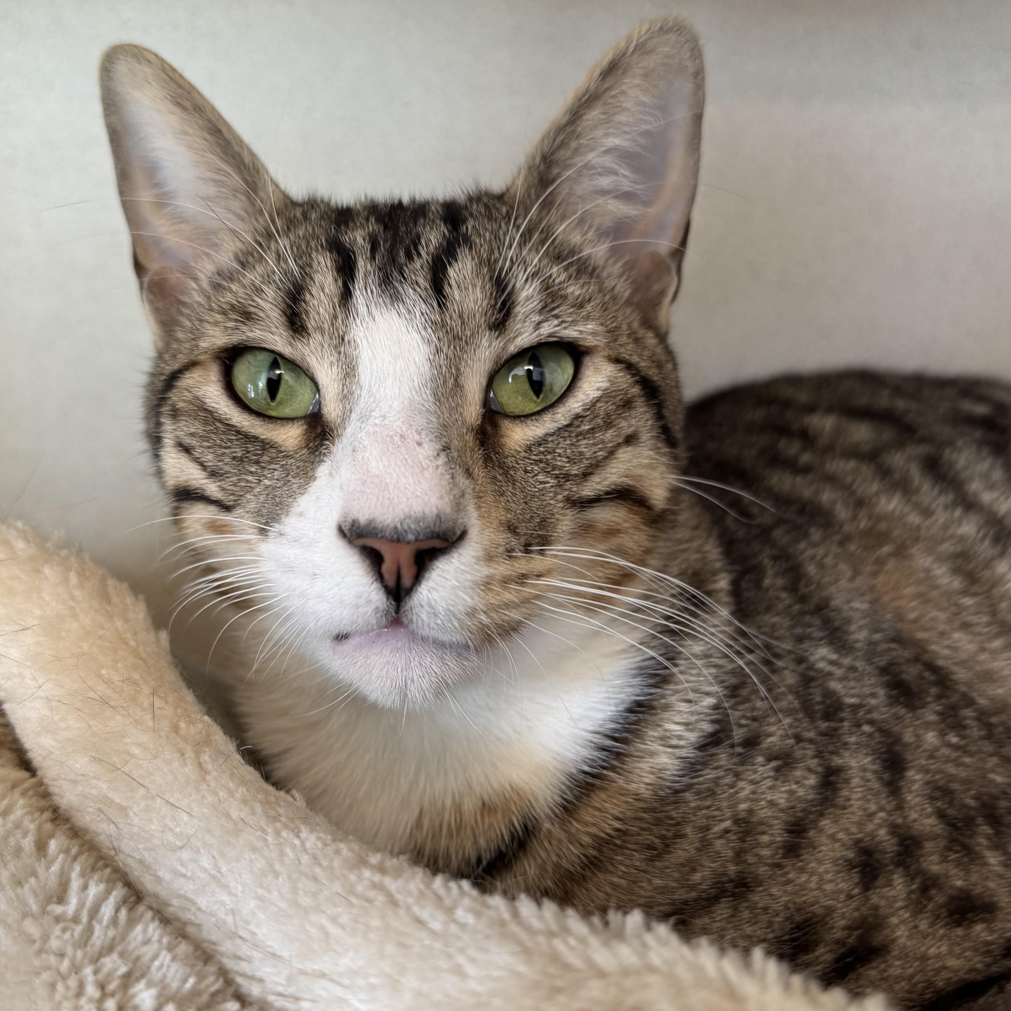 Enlarge Buster, a ADOPTABLE Domestic Short Hair in Eatontown, NJ image 3/6