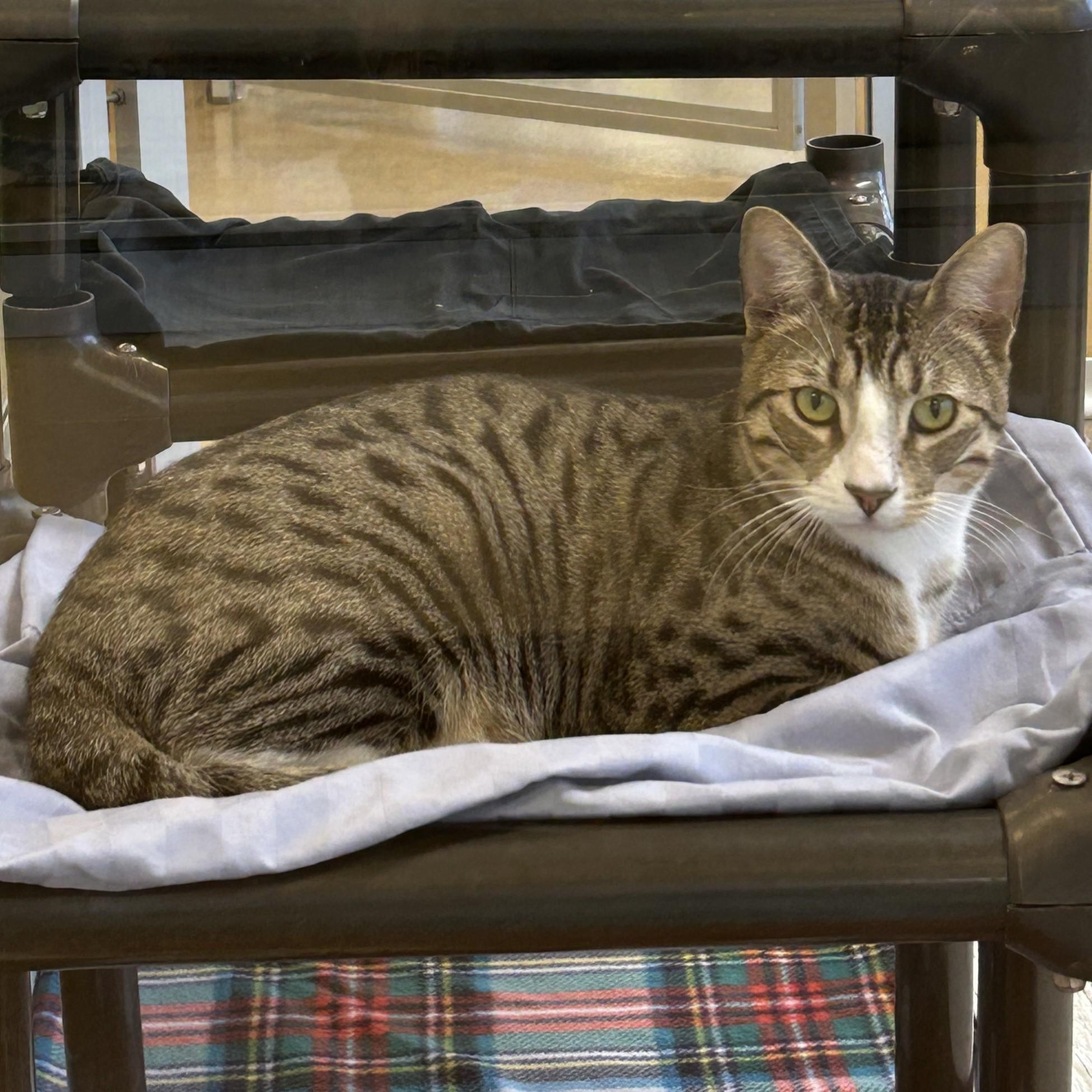 Enlarge Buster, a ADOPTABLE Domestic Short Hair in Eatontown, NJ image 2/3