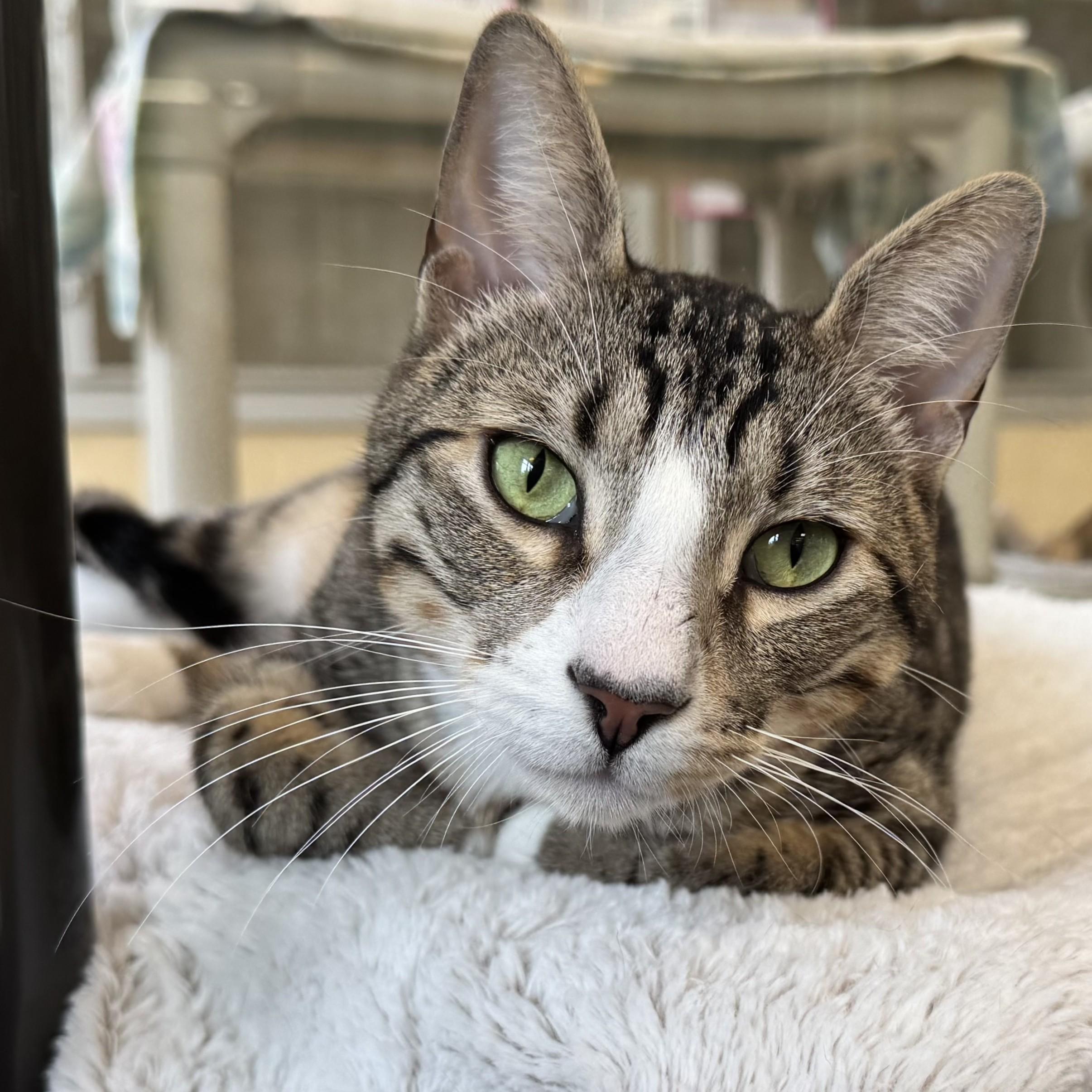 Enlarge Buster, a ADOPTABLE Domestic Short Hair in Eatontown, NJ image 5/6