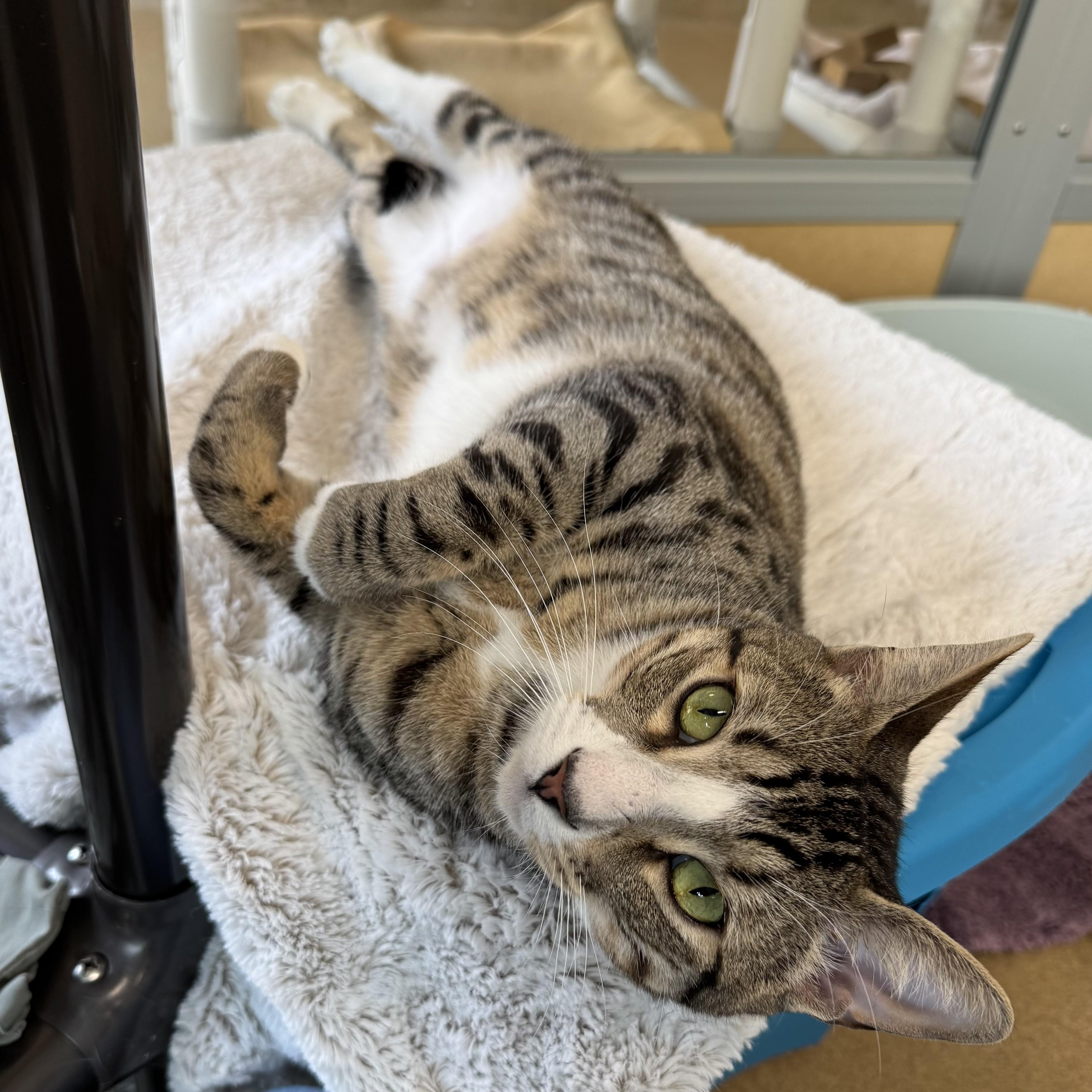Enlarge Buster, a ADOPTABLE Domestic Short Hair in Eatontown, NJ image 3/6