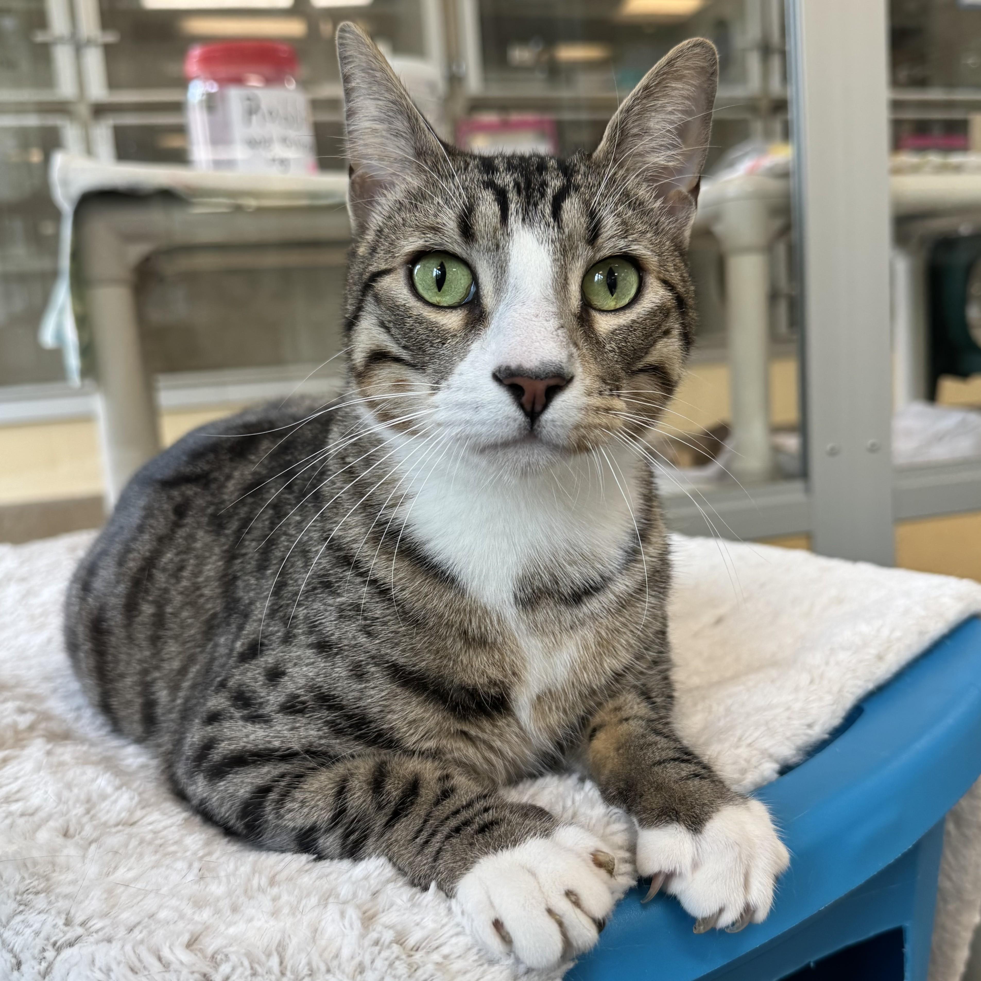 Enlarge Buster, a ADOPTABLE Domestic Short Hair in Eatontown, NJ image 2/6