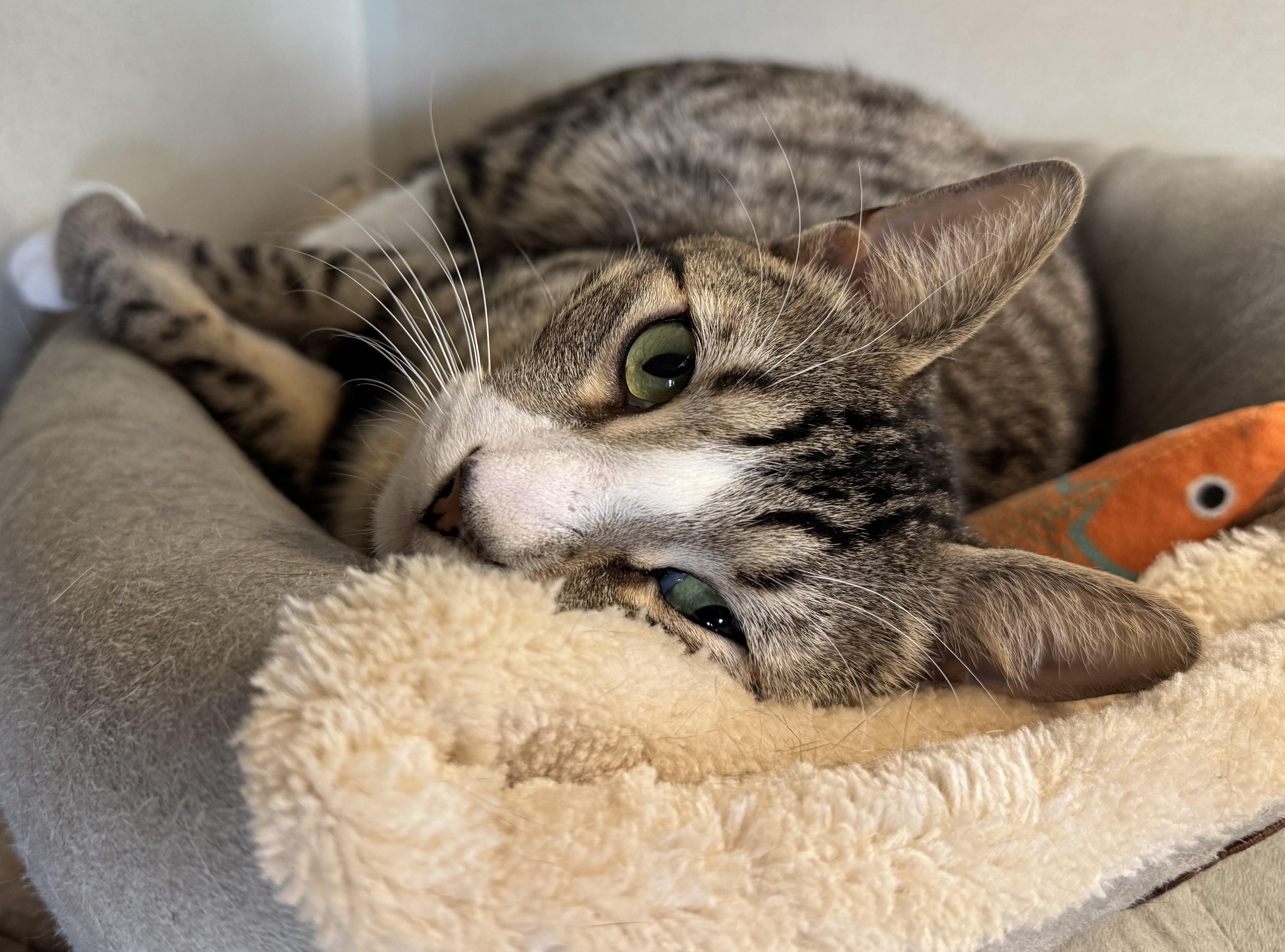 Enlarge Buster, a ADOPTABLE Domestic Short Hair in Eatontown, NJ image 4/6