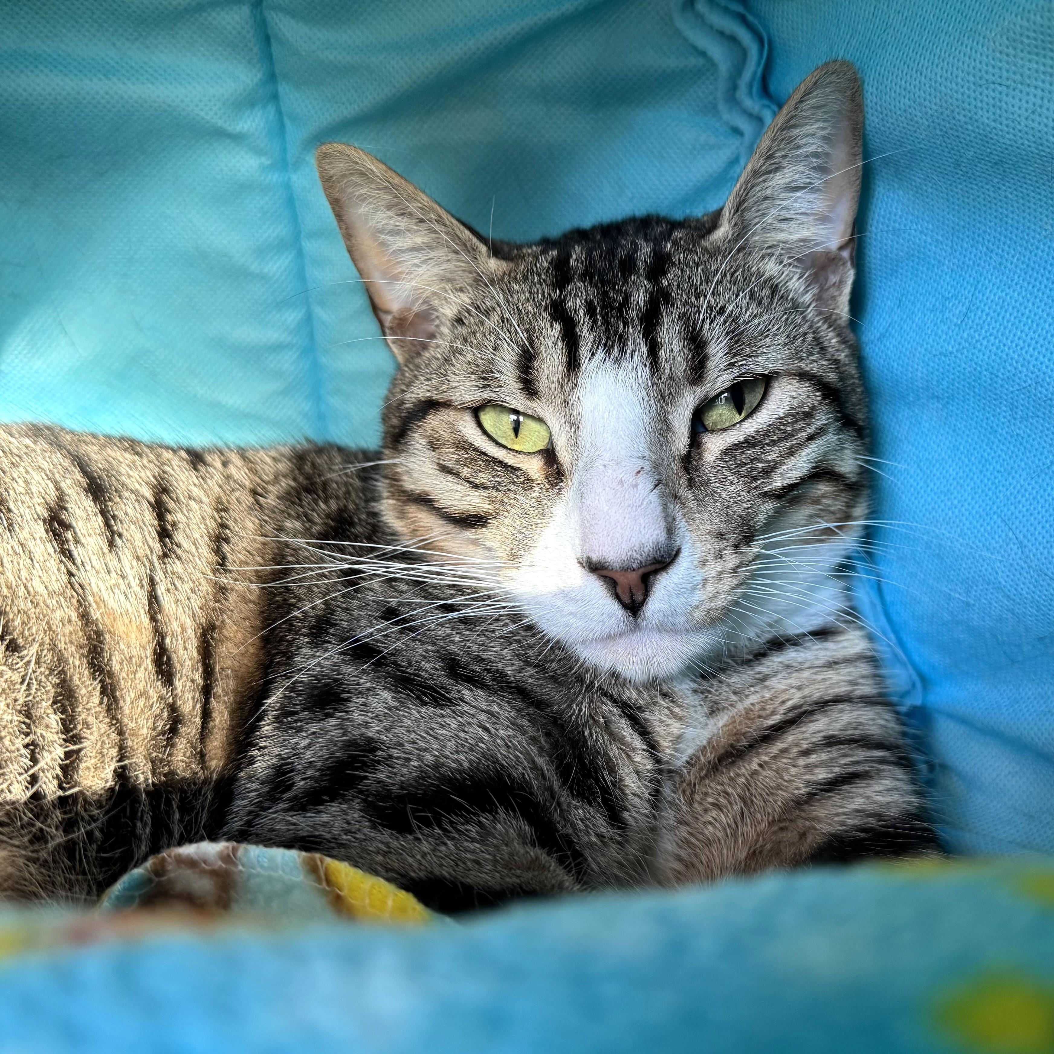 Buster, ADOPTABLE, Young Male Domestic Short Hair.