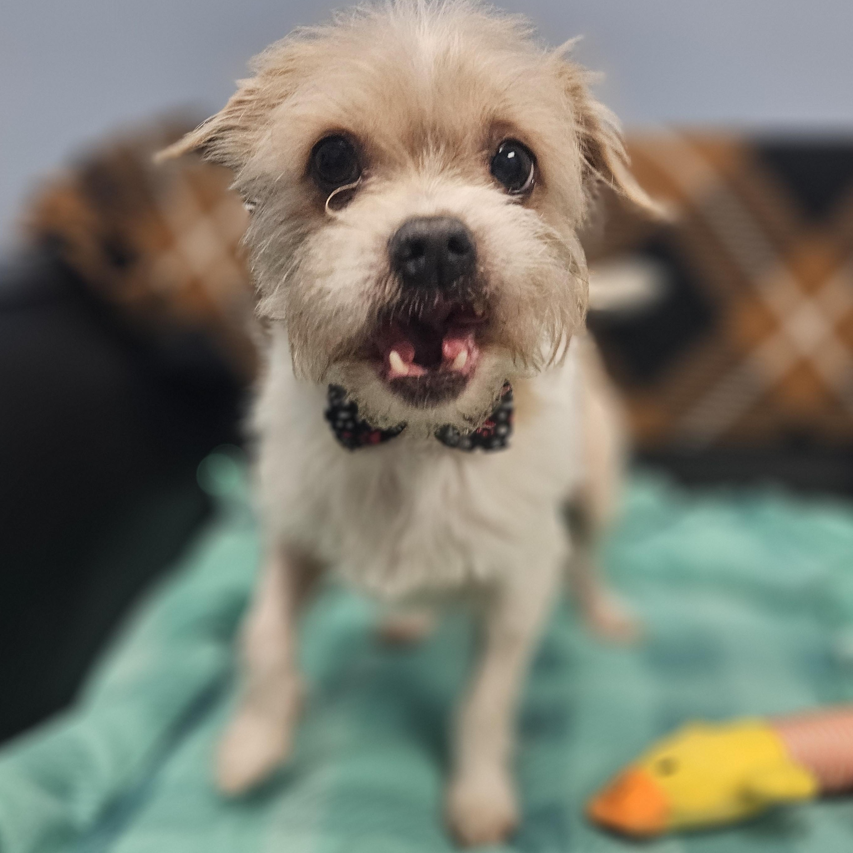 Enlarge Peanut, a Adoptable mixed breed in Livonia, MI image 3/5