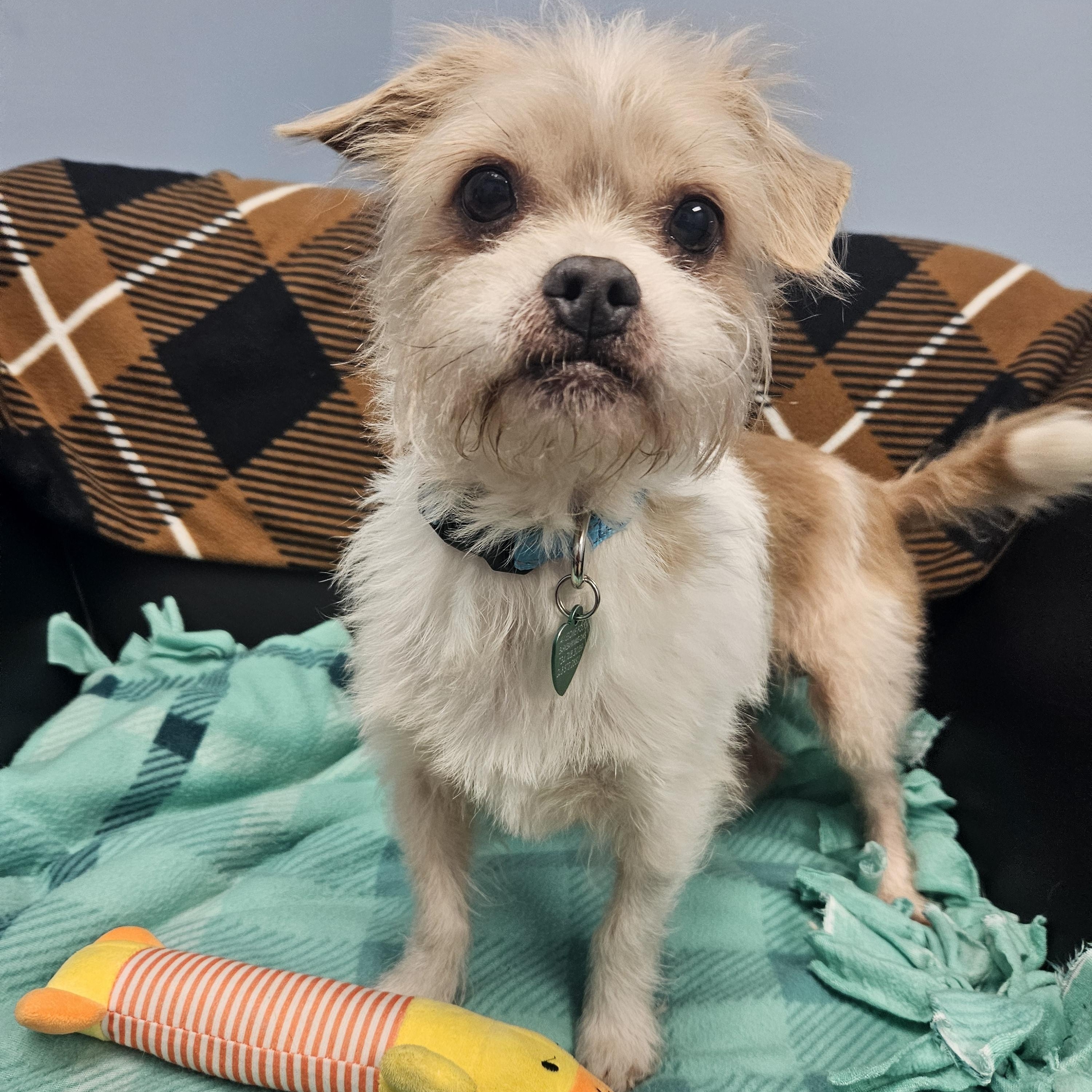 Enlarge Peanut, a Adoptable mixed breed in Livonia, MI image 5/5