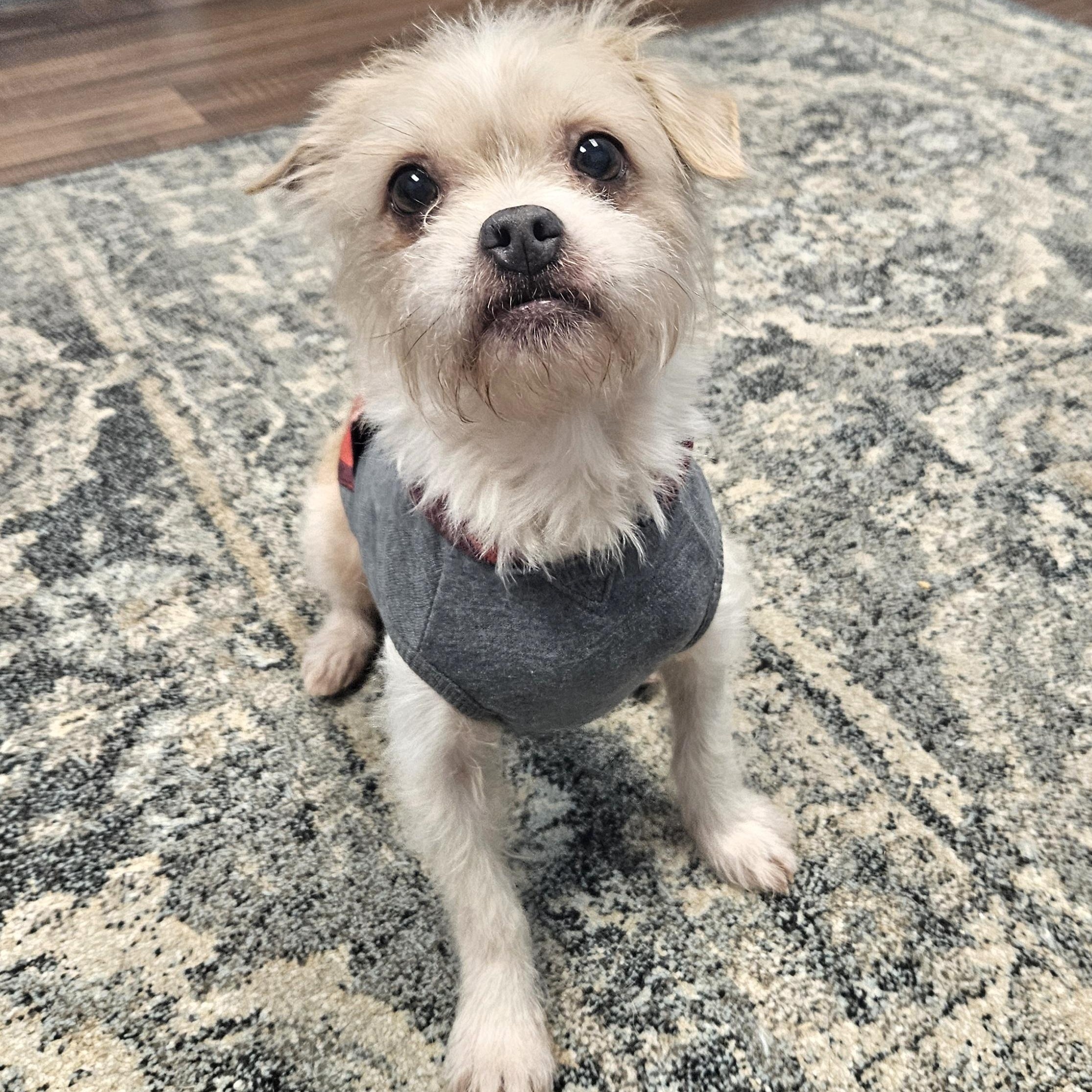 Enlarge Peanut, a Adoptable mixed breed in Livonia, MI image 2/5