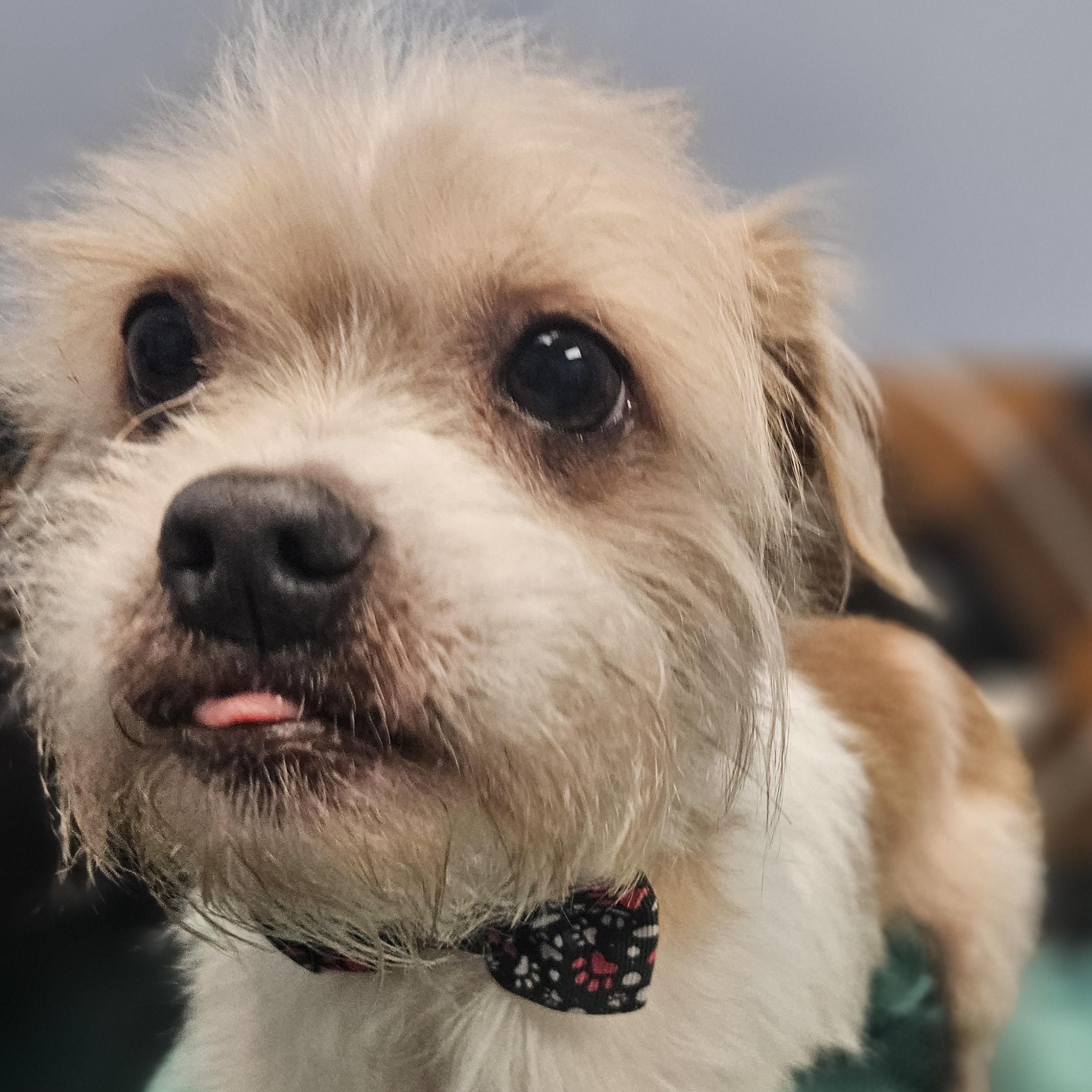 Peanut, Adoptable, Adult Male Poodle & Terrier.