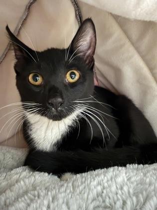 Betty, Adoptable, Kitten Female Domestic Short Hair & Domestic Short Hair.
