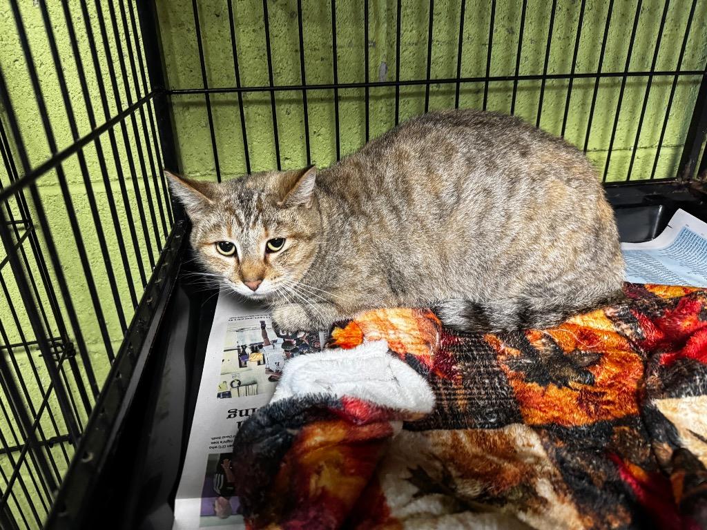 Nina, Adoptable, Adult Female Domestic Short Hair.