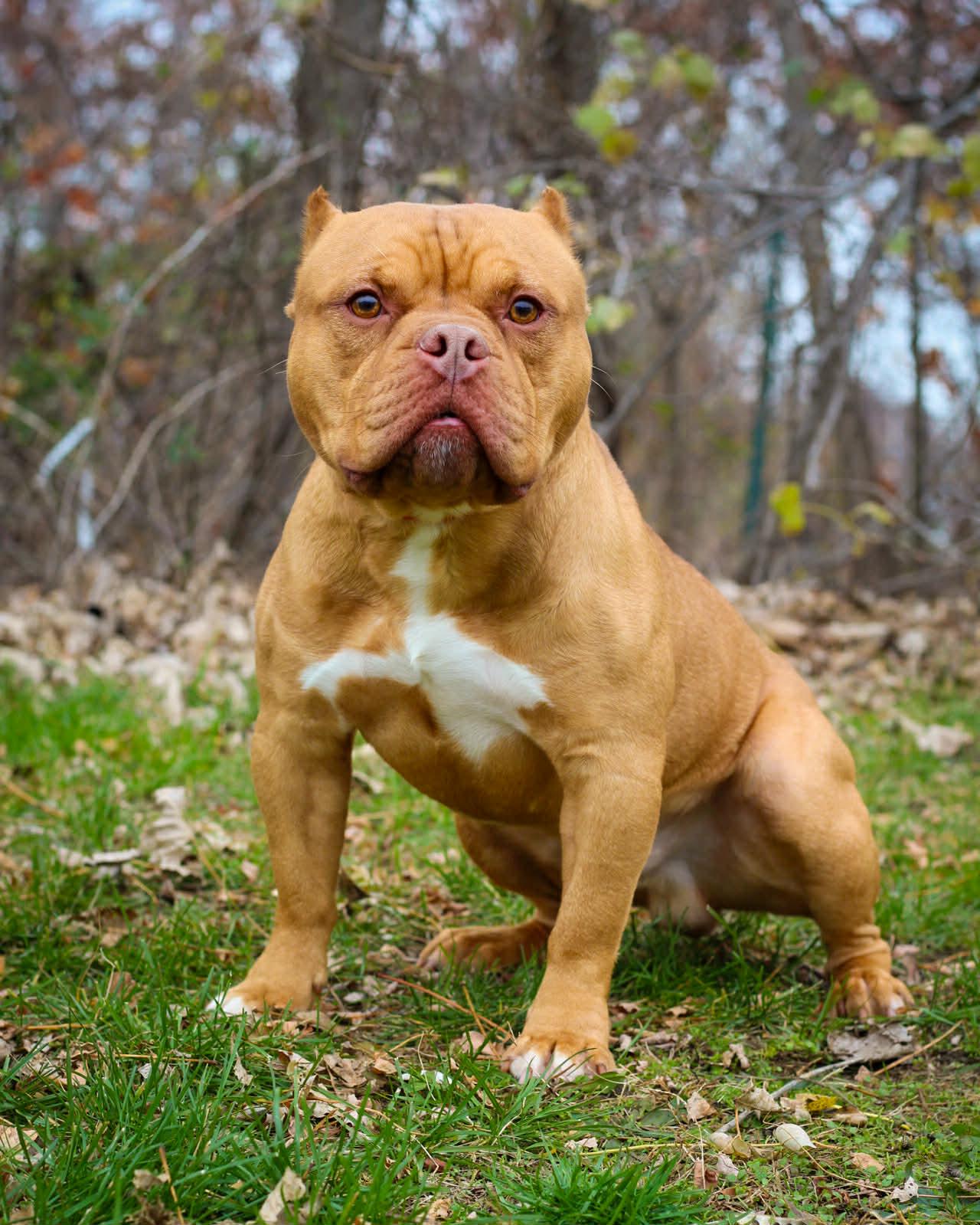 Shilling, Adoptable, Young Male American Bully.