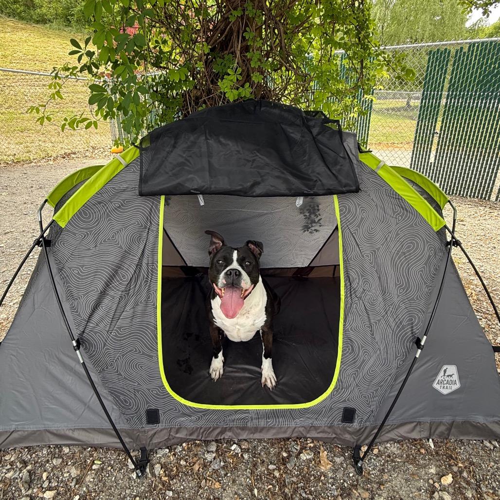 Enlarge Hannah Banana, a Adoptable mixed breed in Martinsville, VA image 5/6