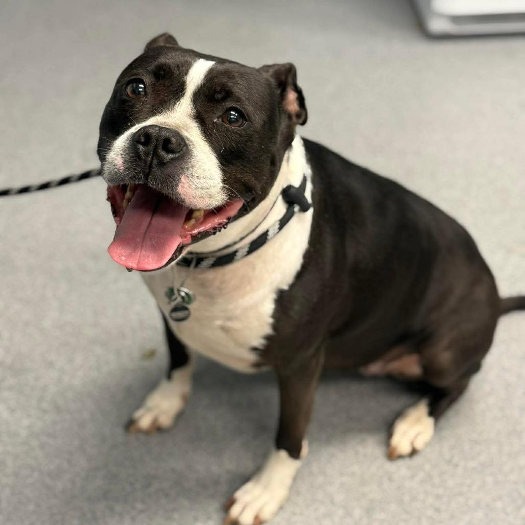 Enlarge Hannah Banana, a Adoptable mixed breed in Martinsville, VA image 1/1