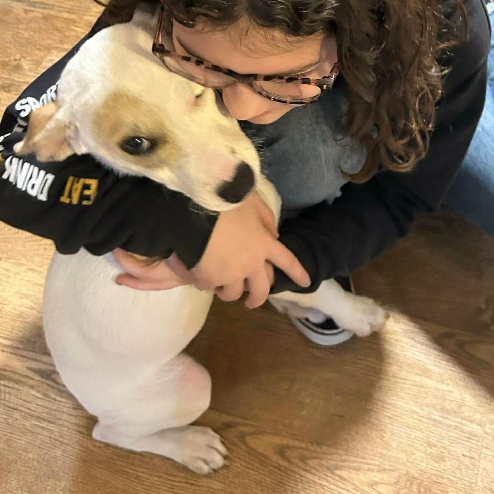 Jackie, Adoptable, Adult Female Chihuahua & Mixed Breed.