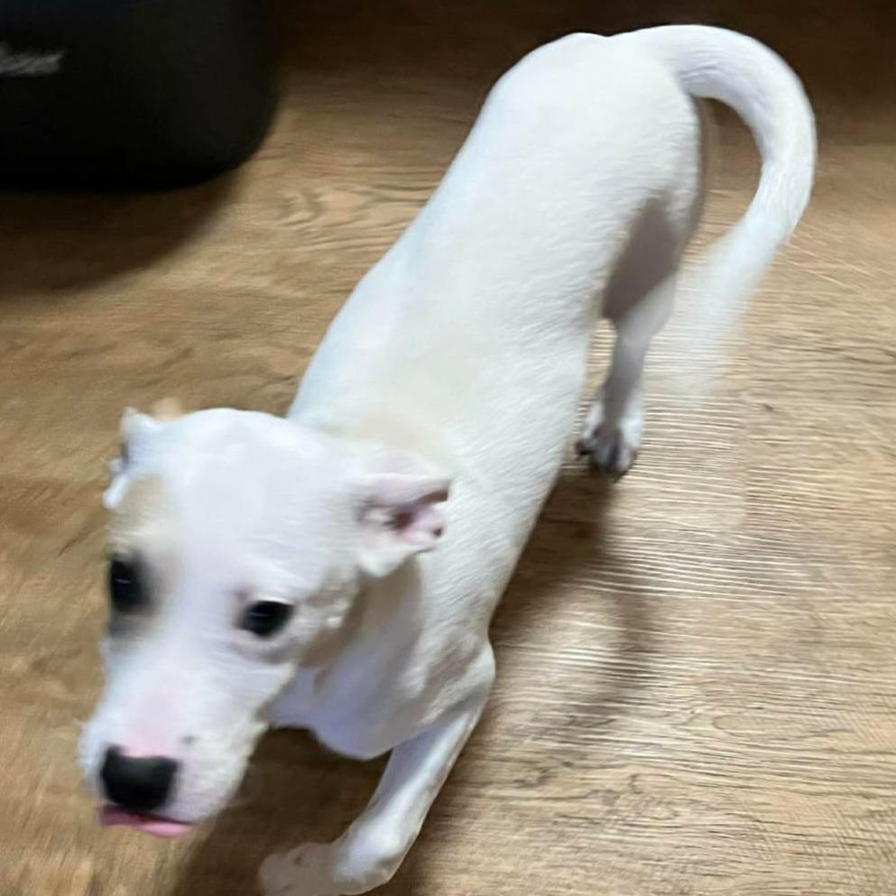 Jackie, a Adoptable mixed breed in Tomball, TX image 3/3