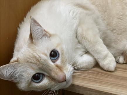 Elsa, Adoptable, Adult Female Siamese.