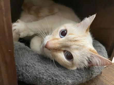 Enlarge Elsa, a Adoptable mixed breed in San Francisco, CA image 2/6