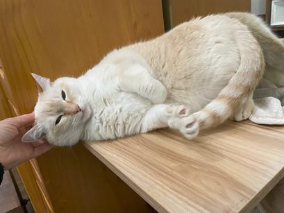 Enlarge Elsa, a Adoptable mixed breed in San Francisco, CA image 3/6