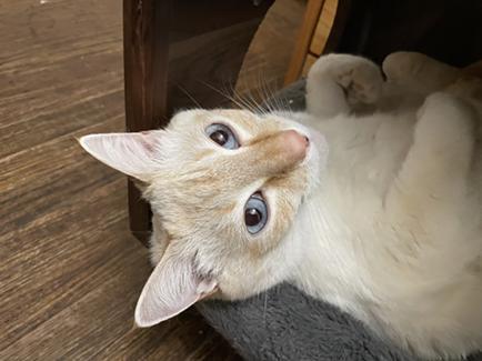 Enlarge Elsa, a Adoptable mixed breed in San Francisco, CA image 4/6