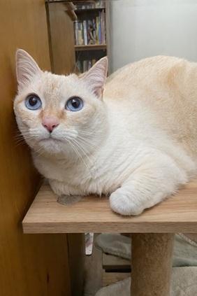 Enlarge Elsa, a Adoptable mixed breed in San Francisco, CA image 5/6