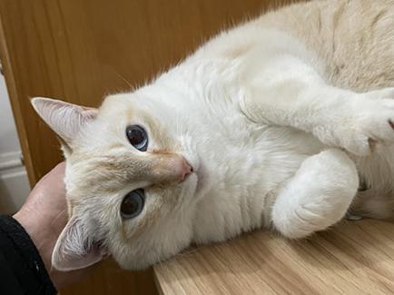 Enlarge Elsa, a Adoptable mixed breed in San Francisco, CA image 6/6