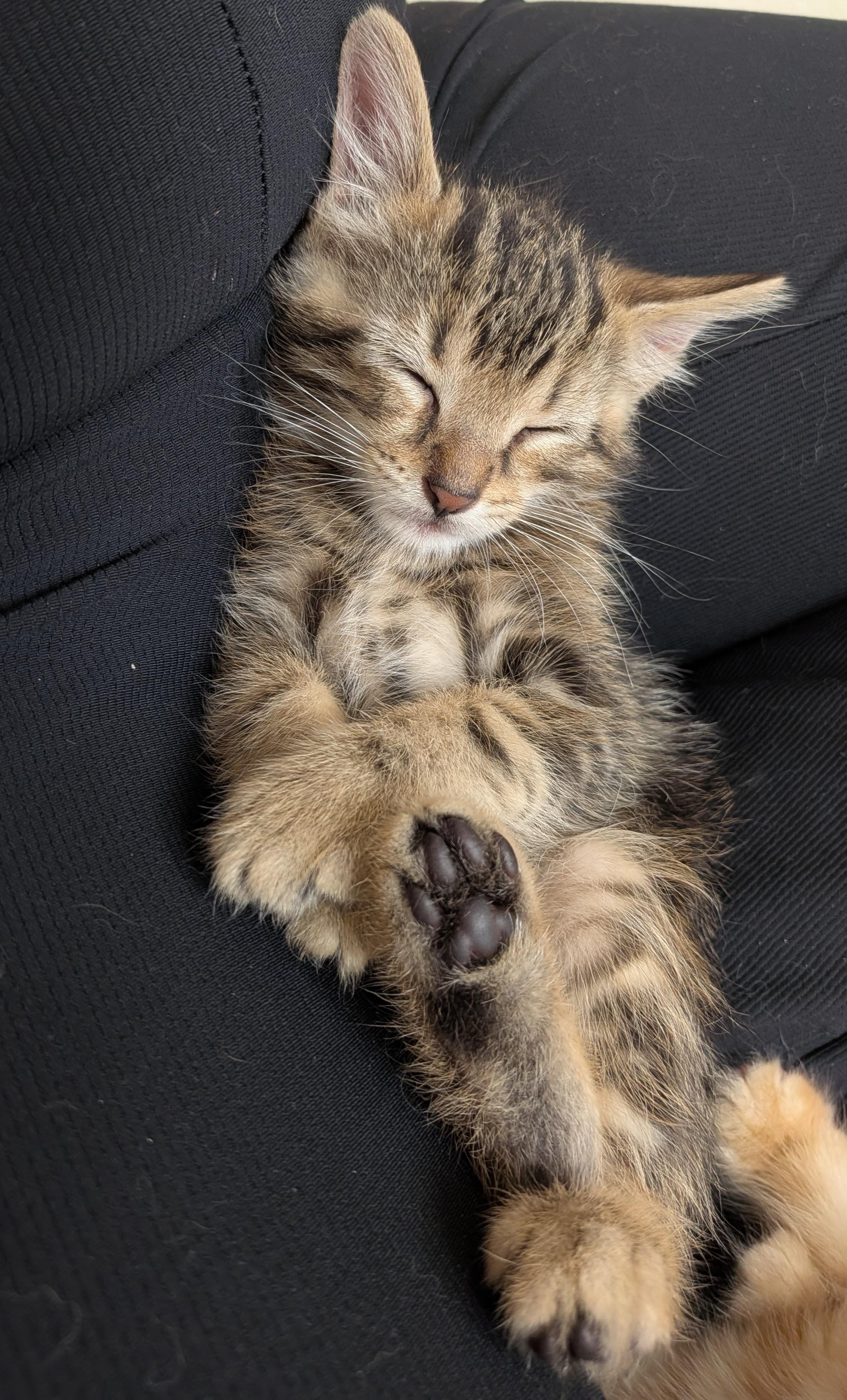 Truffle, an adopted Domestic Short Hair in Wakefield, QC image 3/4