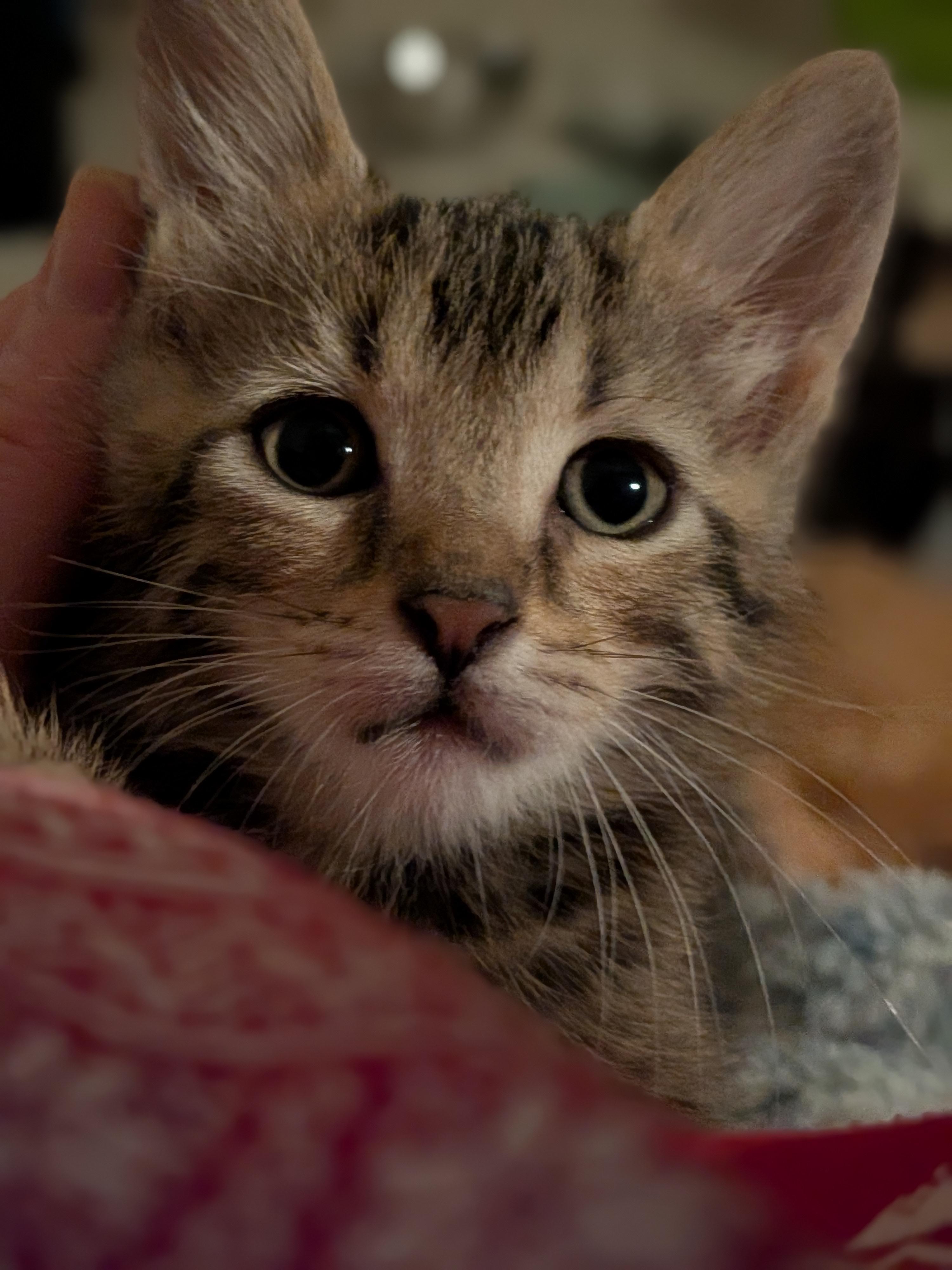 Truffle, adopted, Kitten Male Domestic Short Hair.