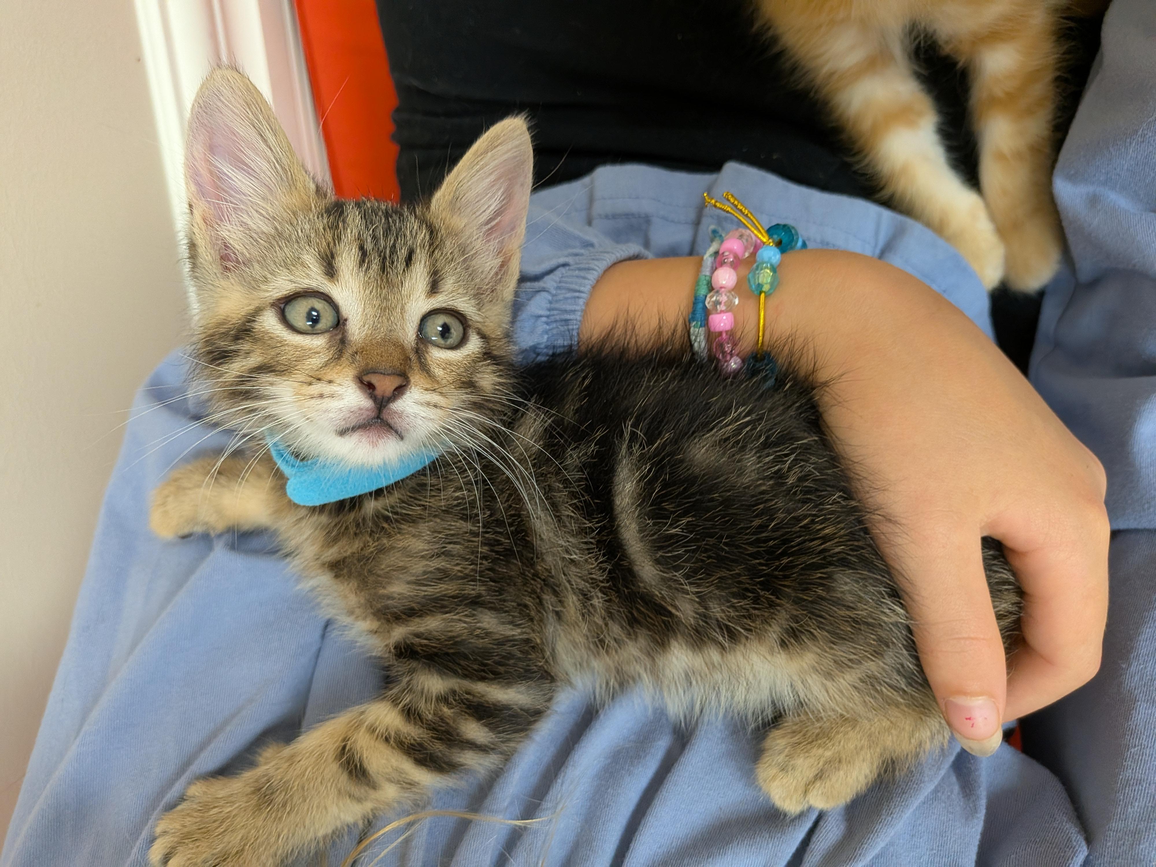 Truffle, an adopted Domestic Short Hair in Wakefield, QC image 2/4