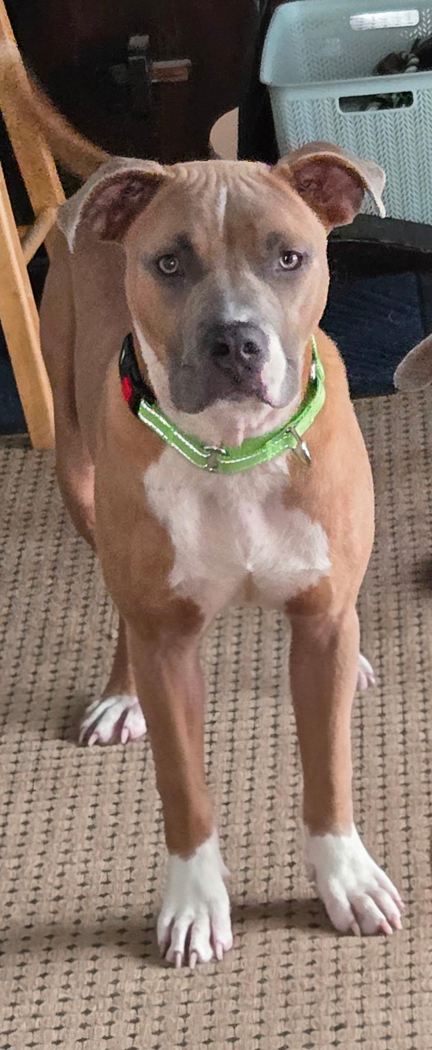 Enlarge Goofy, a Adoptable mixed breed in Amsterdam, NY image 2/5