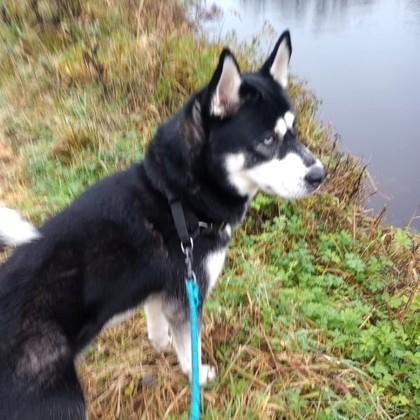 Diesel, an adopted mixed breed in Long Beach, WA image 3/3