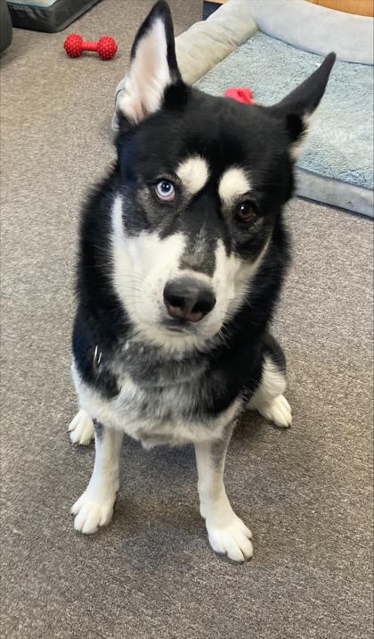 Diesel, an adopted mixed breed in Long Beach, WA image 1/3