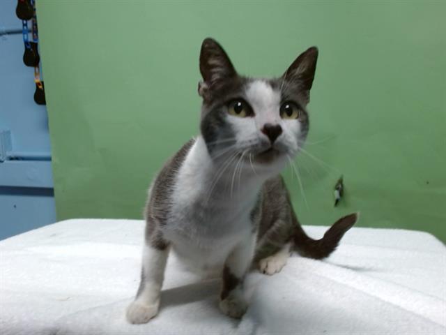 Enlarge HONEY, a Adoptable Domestic Short Hair in Gardena, CA image 1/1
