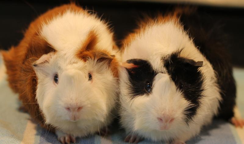 Enlarge Butch and Sundance, a ADOPTABLE Guinea Pig in Budd Lake, NJ image 4/6