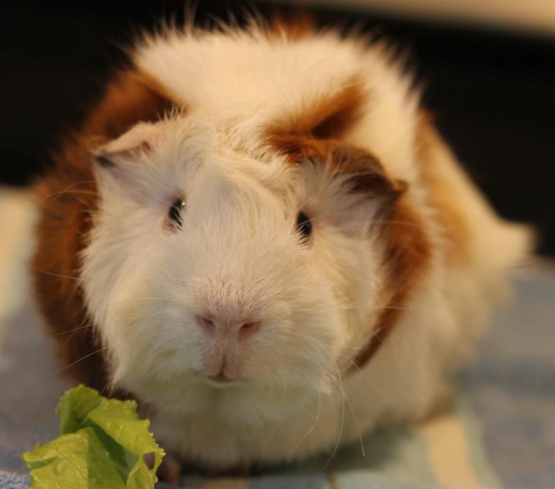Enlarge Butch and Sundance, a ADOPTABLE Guinea Pig in Budd Lake, NJ image 6/6
