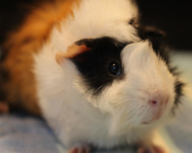 Enlarge Butch and Sundance, a ADOPTABLE Guinea Pig in Budd Lake, NJ image 2/6