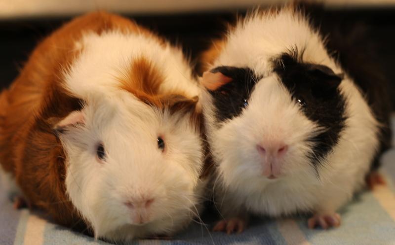 Enlarge Butch and Sundance, a ADOPTABLE Guinea Pig in Budd Lake, NJ image 1/6