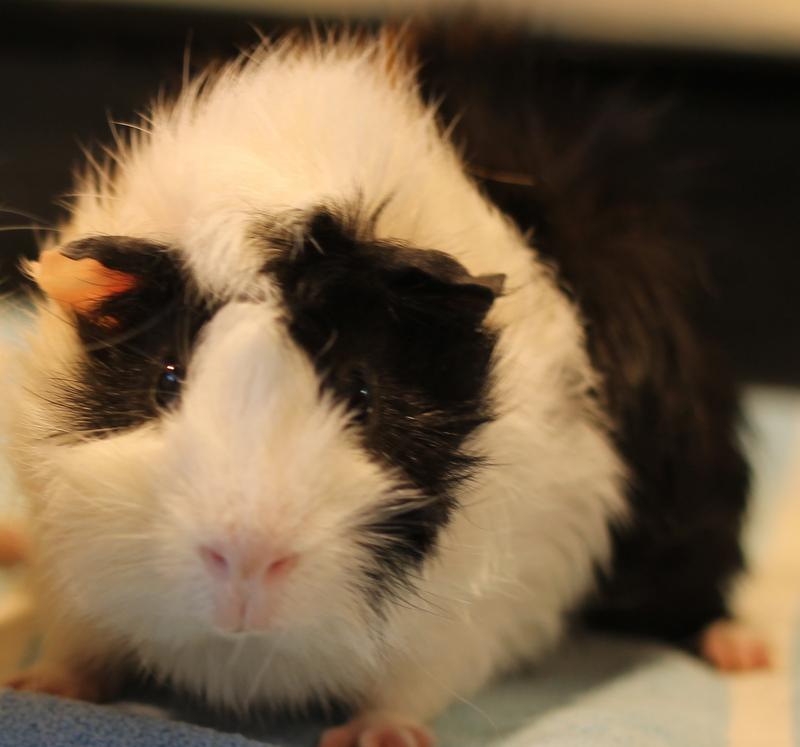 Enlarge Butch and Sundance, a ADOPTABLE Guinea Pig in Budd Lake, NJ image 3/6