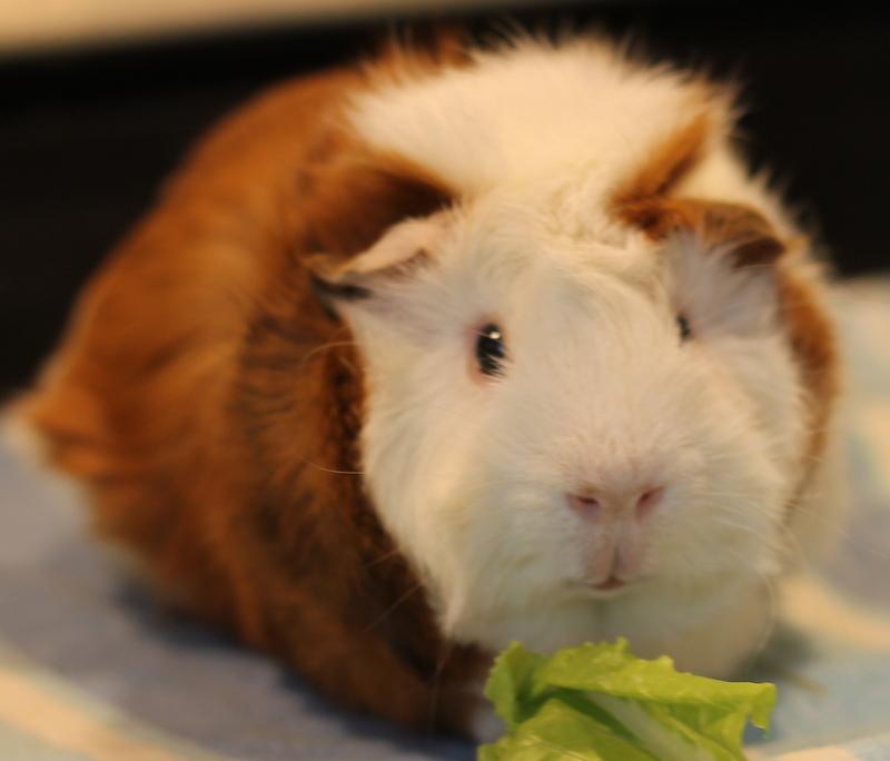 Enlarge Butch and Sundance, a ADOPTABLE Guinea Pig in Budd Lake, NJ image 5/6