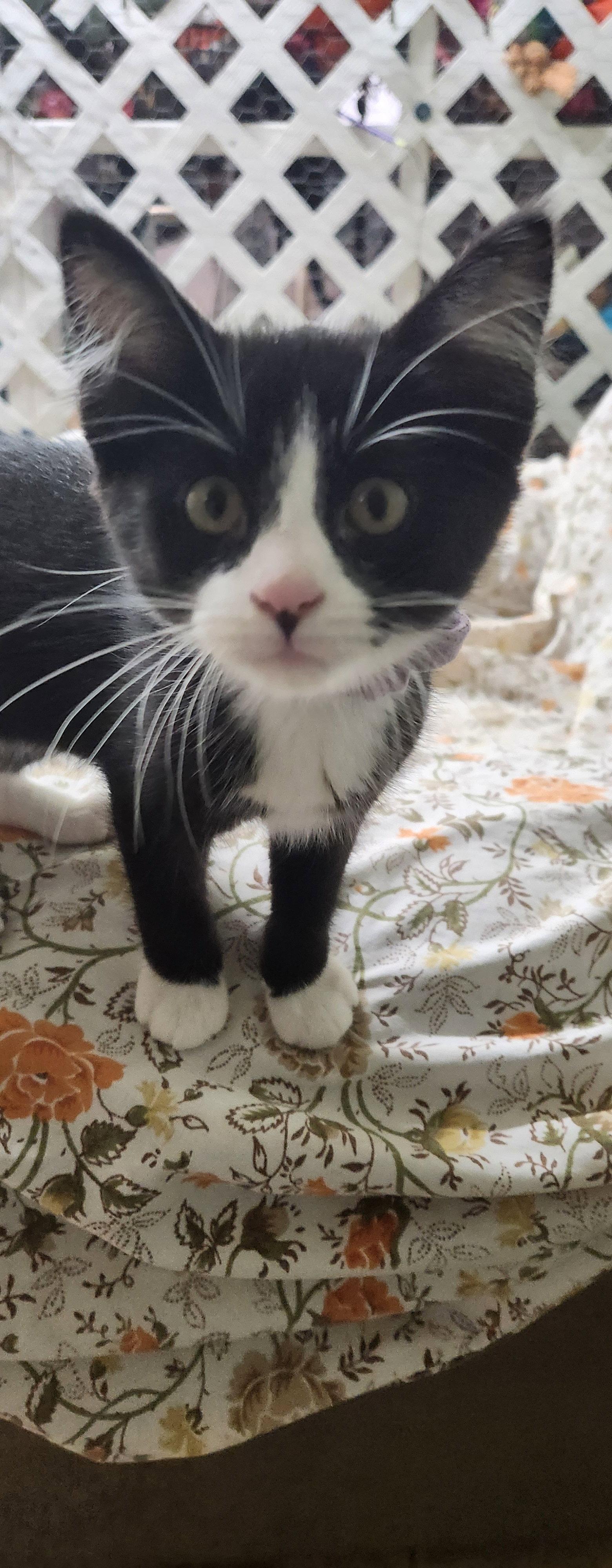 Enlarge Tortilla, a Adoptable Domestic Short Hair in Stover, MO image 1/1